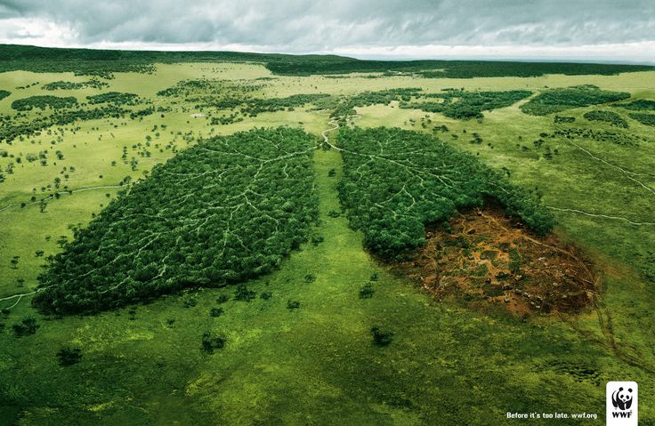 WWF France นำเสนอภาพเตือนถึงความสำคัญของต้นไม้สู่บรรยากาศ …